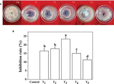 Silicon enhances plant resistance to Fusarium wilt by promoting antioxidant potential and photosynthetic capacity in cucumber (Cucumis sativus L.)